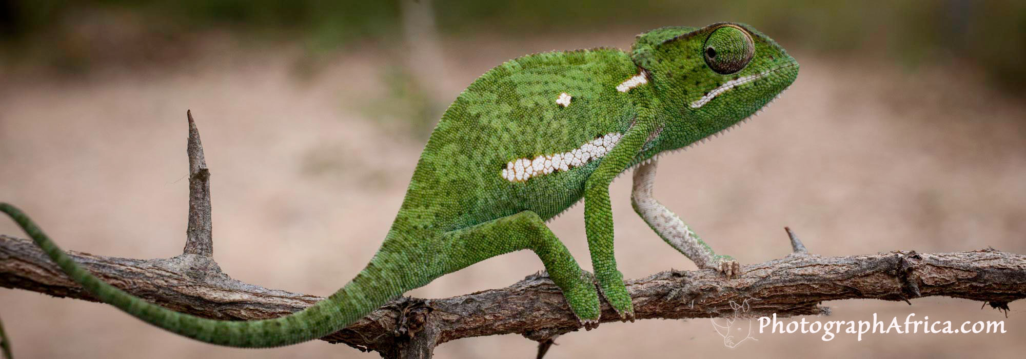 When to go on safari to Kruger